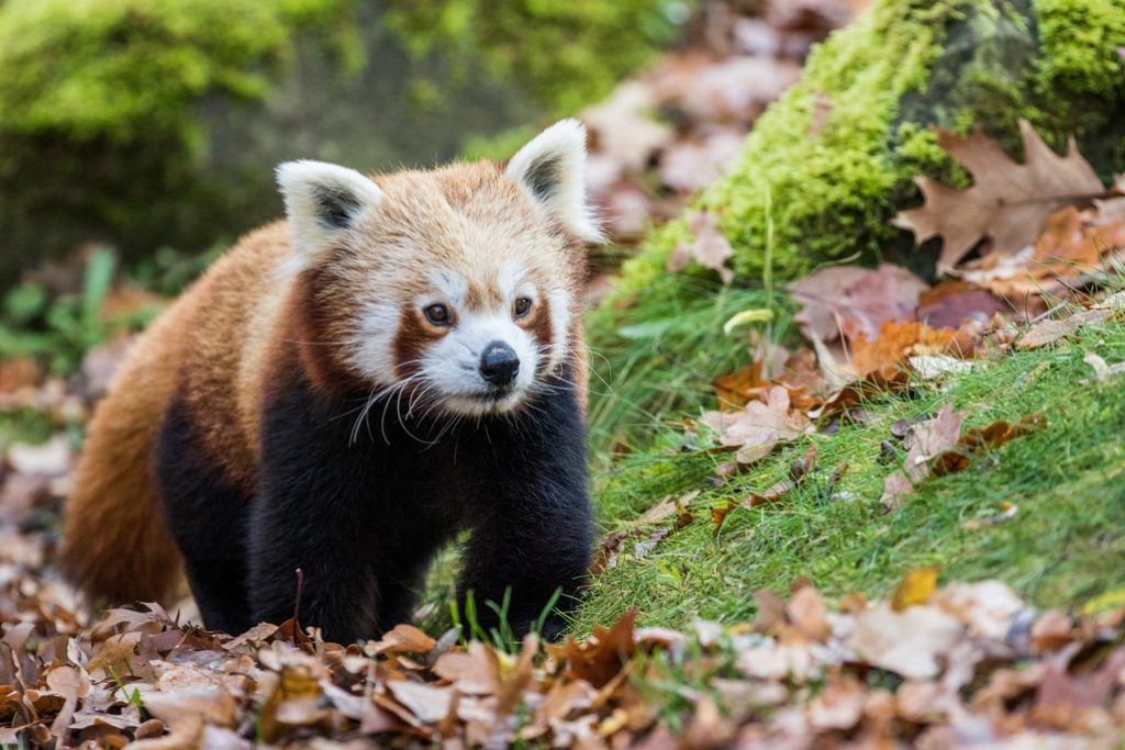 Velké poděkování ze Zoo Ostrava | Sdružení Česká zoo